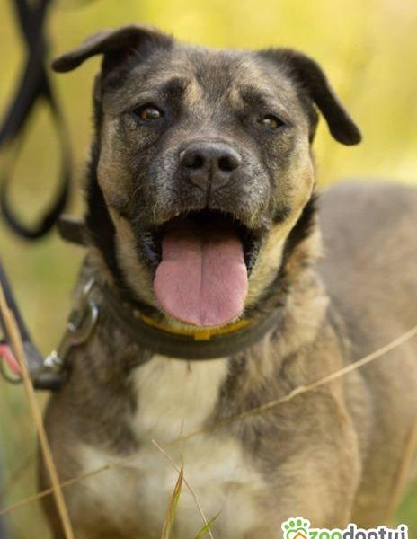 SZCZEPANEK - nie kochany, porzucony, szuka domu