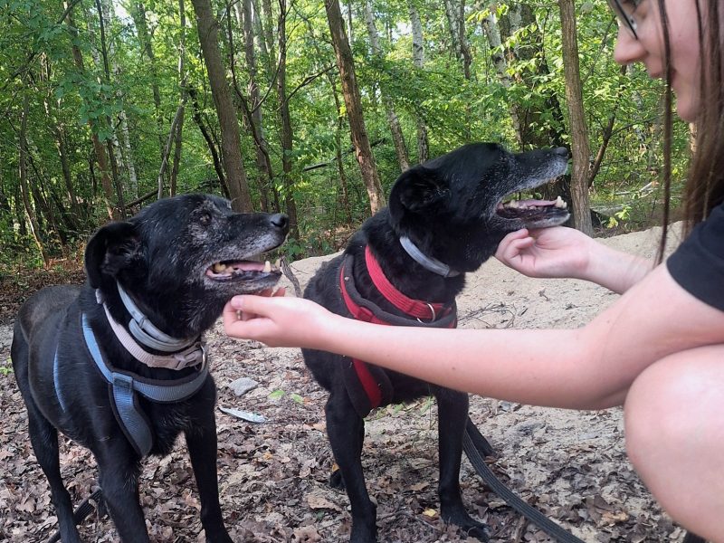 Devo i Devi, łagodne delikatne psiaki do adopcji!