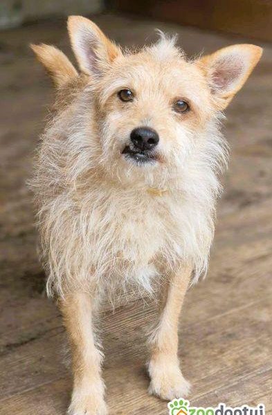 ŻELEK - super psiak, oddany jak popsuta rzecz, szuka domu