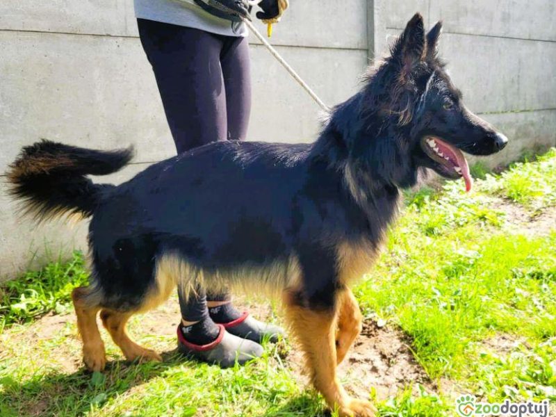 AMELIA - piękna sunia owczarka niemieckiego szuka domu