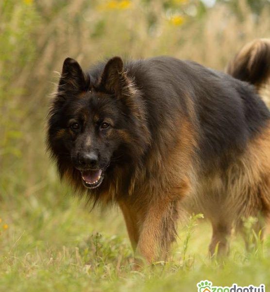 DIABLO - piękny owczarek niemiecki długowłosy do adopcji