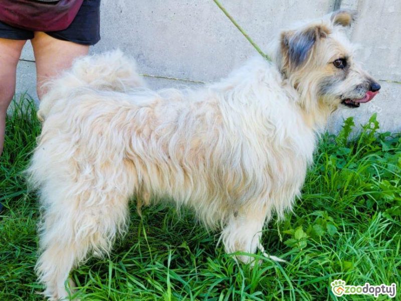 FILC - starszy, kochany psiak szuka domu