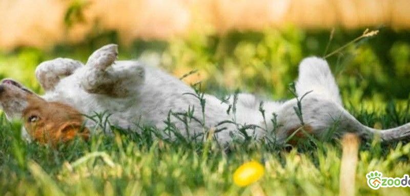 BORYSEK - psiak idealny szuka domu