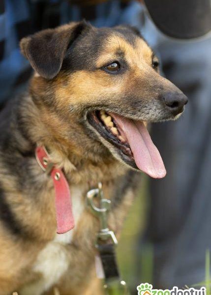 KACPEREK - kochany, wrażliwy psiak szuka domu