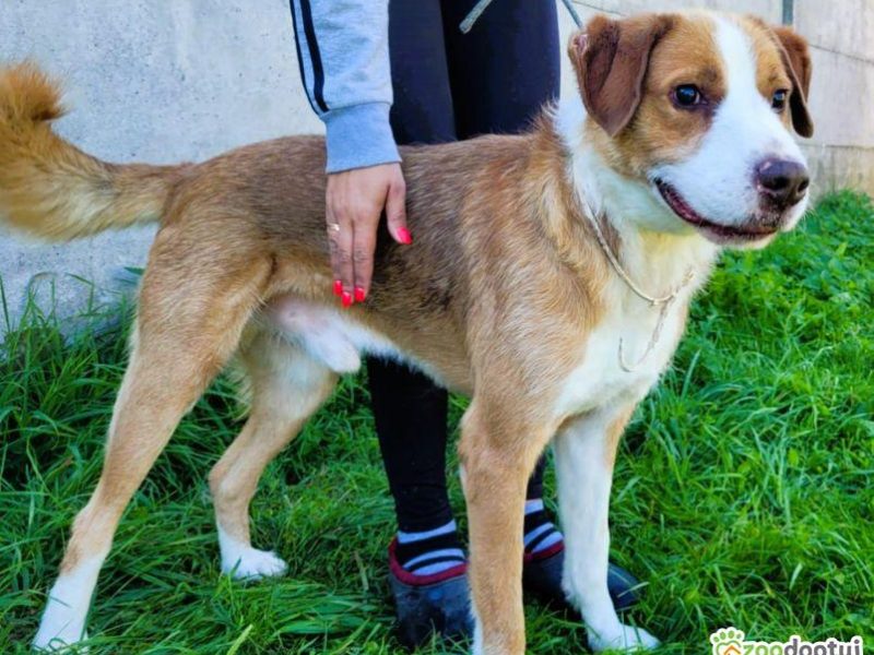 ZEFIR - piękny, niewidomy psiak za kratami, ADOPTUJ