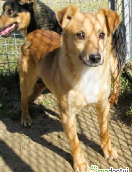 SONIK - niewielki psiak za kratami schroniska, adoptuj!