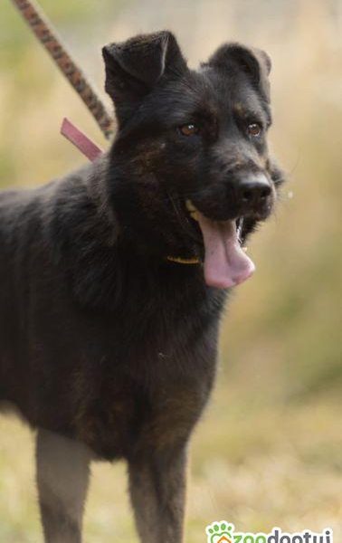 BIES - piękny psiak w typie owczarka do adopcji