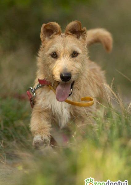 KREMUŚ - niewielki, szorstkowłosy psiak szuka super domu