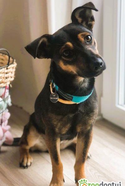 MANIA - 10 miesięczna, kochana sunia szuka dobrego domu