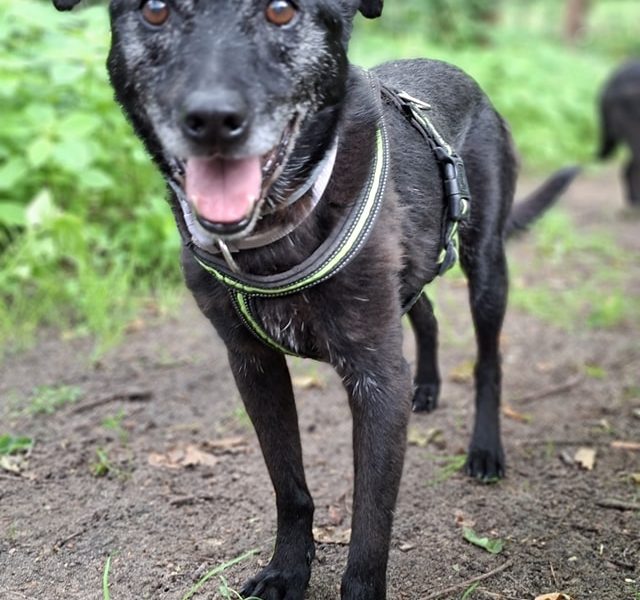 Devo i Devi, łagodne delikatne psiaki do adopcji!