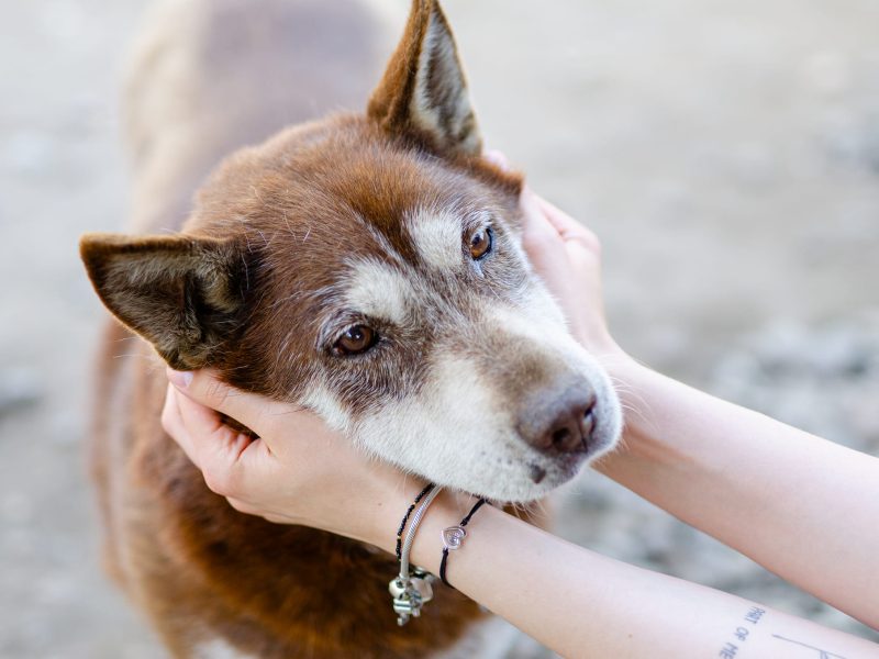 Luntek - mini husky o złotym sercu!