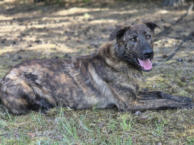 Blum - młody, wychowany z dziećmi, aktywny pręgus!
