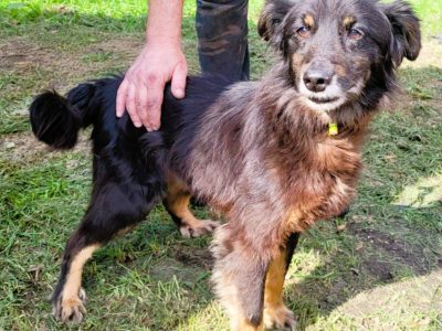 PIMPUŚ - kochany seniorek szuka dobrego domu