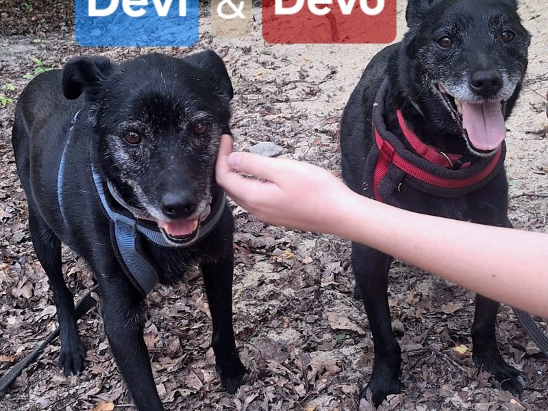 Devo i Devi, łagodne delikatne psiaki do adopcji!