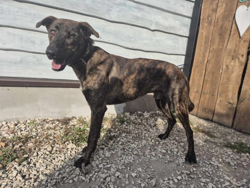 Blum - młody, wychowany z dziećmi, aktywny pręgus!