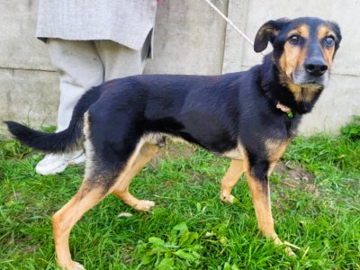 EGON - biedny, porzucony psiak szuka super domu