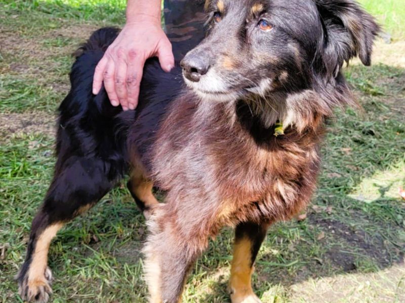 PIMPUŚ - kochany seniorek szuka dobrego domu