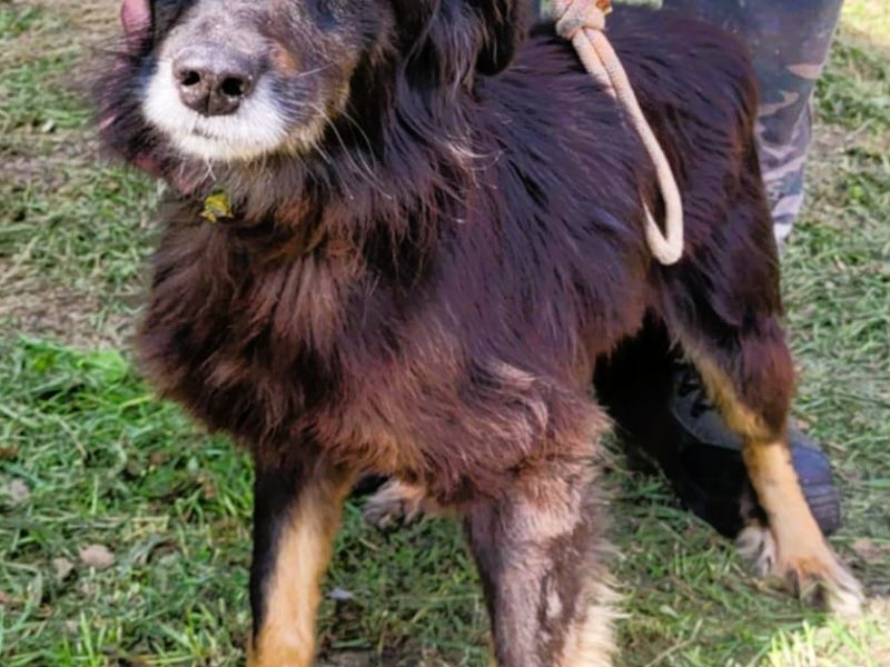 PIMPUŚ - kochany seniorek szuka dobrego domu