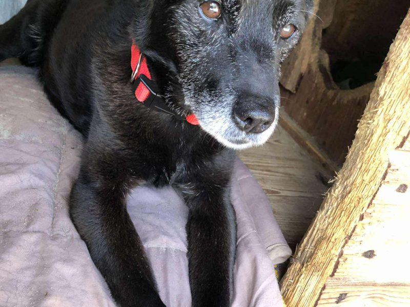 Devo i Devi, łagodne delikatne psiaki do adopcji!