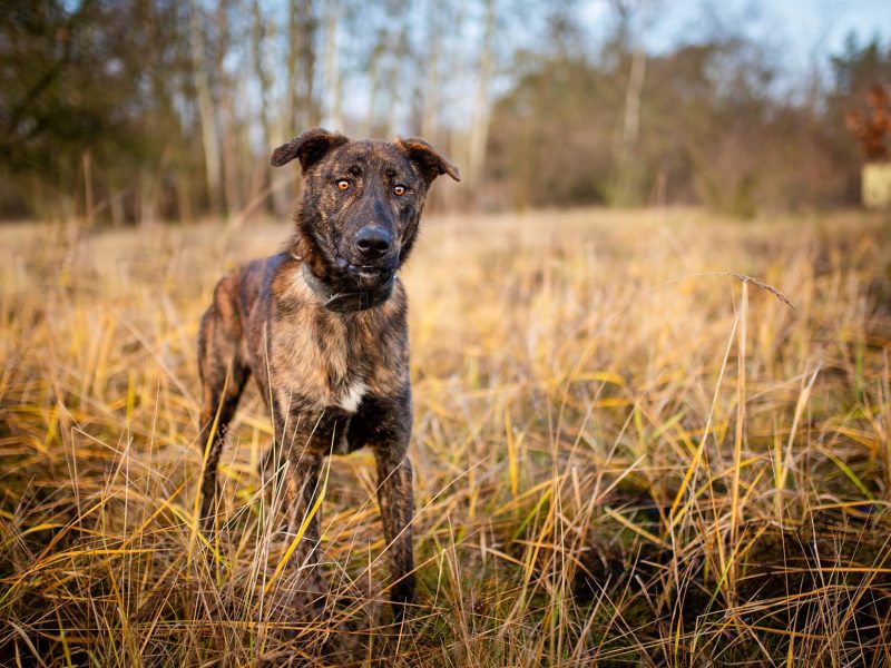 Blum - młody, wychowany z dziećmi, aktywny pręgus!