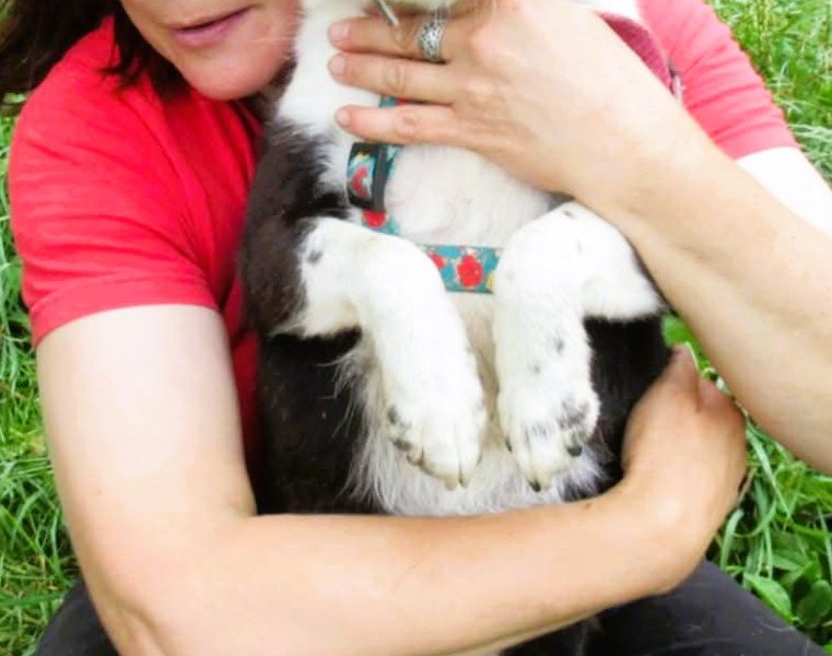 RINO - mały, kochany psiak szuka super domu