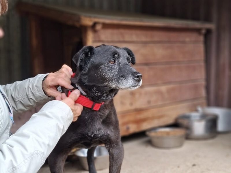 Devo i Devi, łagodne delikatne psiaki do adopcji!