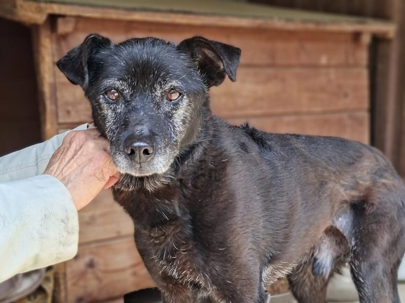 Devo i Devi, łagodne delikatne psiaki do adopcji!