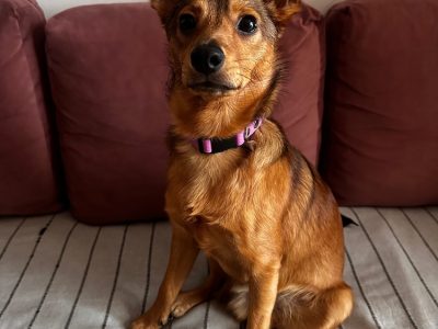 Maszket - 9-miesięczny mały piesek szuka domu