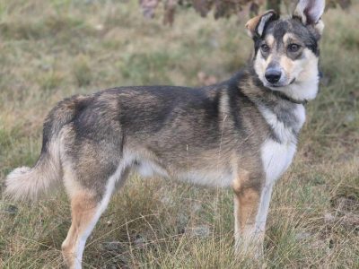 FRED - rok po adopcji Pan oddał mnie jak zbędną rzecz...