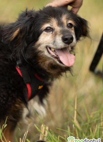 DZIADZIO - 12 lat na łańcuchu, teraz schronisko, ADOPTUJ!