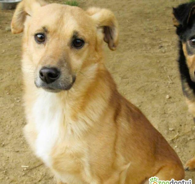 SONIK - niewielki psiak za kratami schroniska, adoptuj!