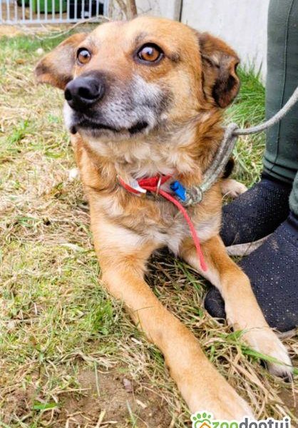 BARTUŚ - kompletnie nie radzi sobie za kratami, PILNA ADOPCJ