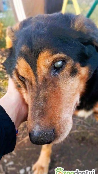 SIMON - skrajnie zaniedbany, niewidomy seniorek szuka domu