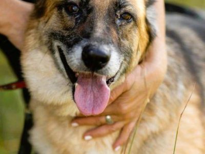 LULU - kochana sunia w typie owczarka za kratami, URATUJ!