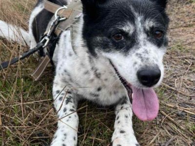 BONA - bita i poniewierana sunia prosi o dom