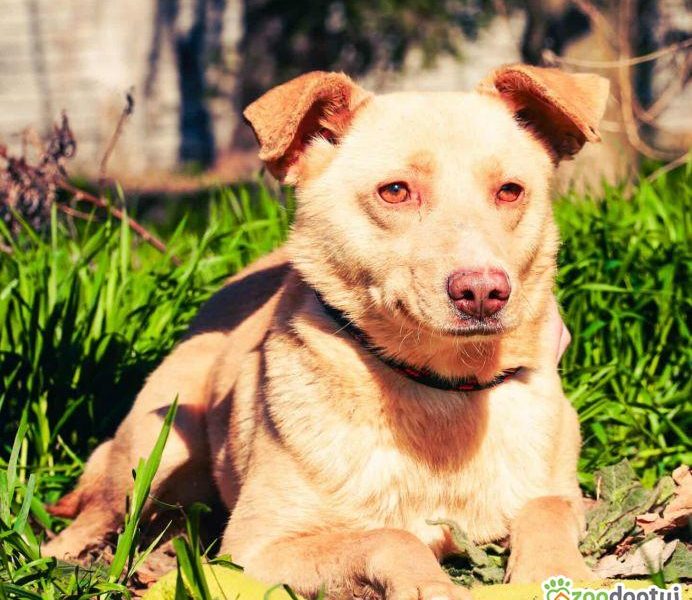 KARMEL - porzucony, kochany psiak szuka domu