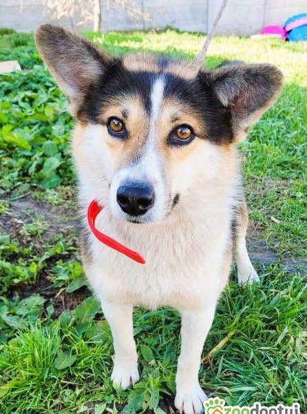 FRODO - uroczy, pozytywny psiak szuka domu