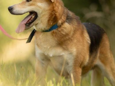 TAYLOR - kochany psiak za kratami schroniska, ADOPTUJ