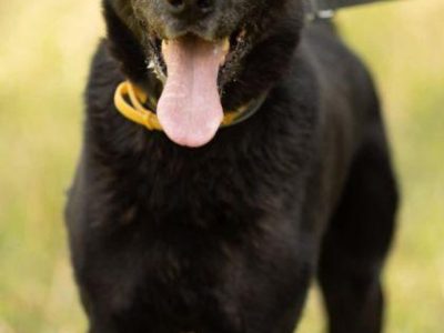 HARY - biedny, czarny, porzucony psiak, adoptuj!