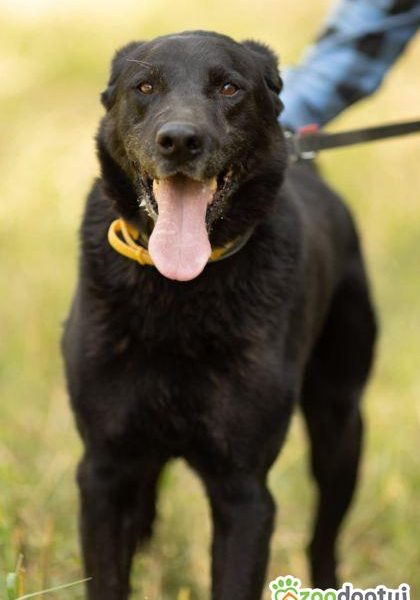 HARY - biedny, czarny, porzucony psiak, adoptuj!