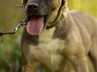 SZCZEPANEK - nie kochany, porzucony, szuka domu