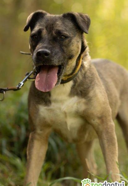 SZCZEPANEK - nie kochany, porzucony, szuka domu