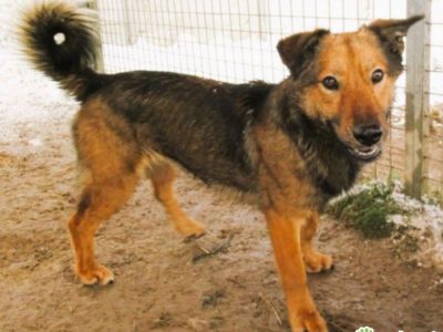 FIGO - cudowny psiak szuka najlepszego domu