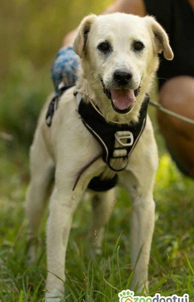 BORYSEK - kochany psiak szuka domu na jesień życia