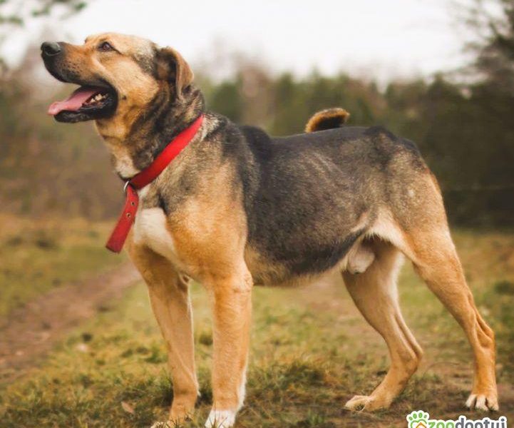 JUNAK - zbyt pospolity by dać mu dom? Błaga o dom!