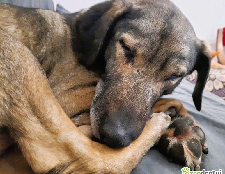 KORNEL - kochany, wrażliwy psiak szuka domu na zawsze