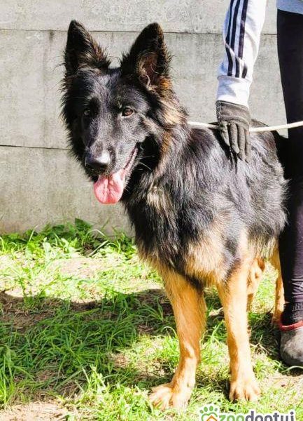 AMELIA - piękna sunia owczarka niemieckiego szuka domu