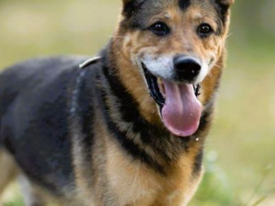 BRUTUSEK - cudowny kundelek szuka domu na jesień życia