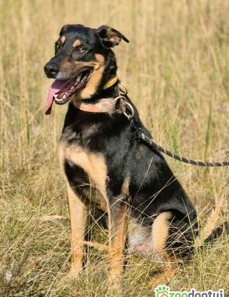 FIGARO - aktywny, wesoły, super pies do adopcji