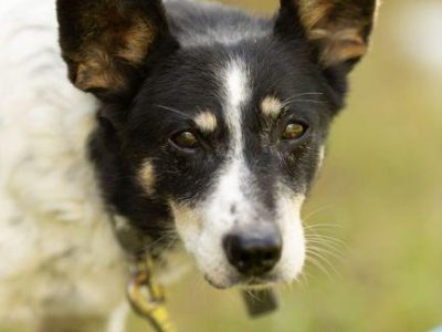 AZOREK - kochany seniorek szuka domu na jesień życia